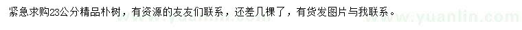 求購23公分樸樹