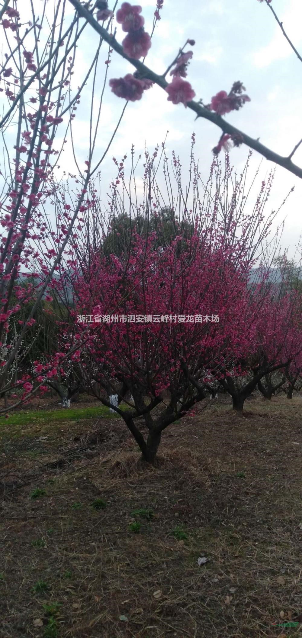 大小規格浙江紅梅 長興紅梅12-40公分，1100-10000元