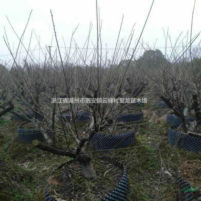 大小規格綠梅 浙江綠梅 湖州綠梅 長興紅梅基地基地