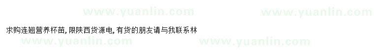求購求購連翹營養(yǎng)杯苗