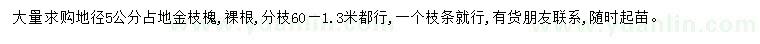 求購地徑5公分金枝槐