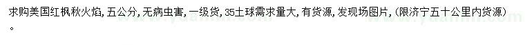 求購5公分美國紅楓秋火焰