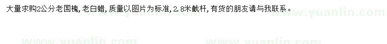 求購2公分老國槐