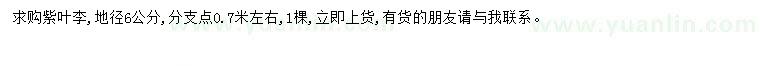 求購地徑6公分紫葉李