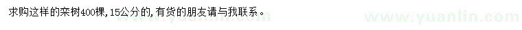 求購15公分欒樹