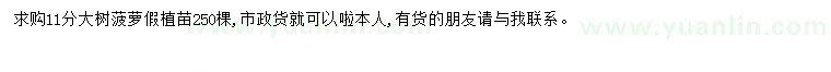 求購11公分菠蘿