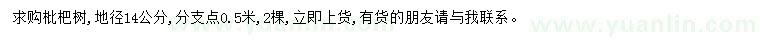 求購地徑14公分枇杷樹