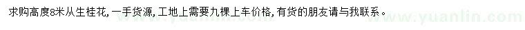 求購高8米叢生桂花