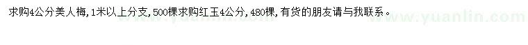 求購4公分美人梅