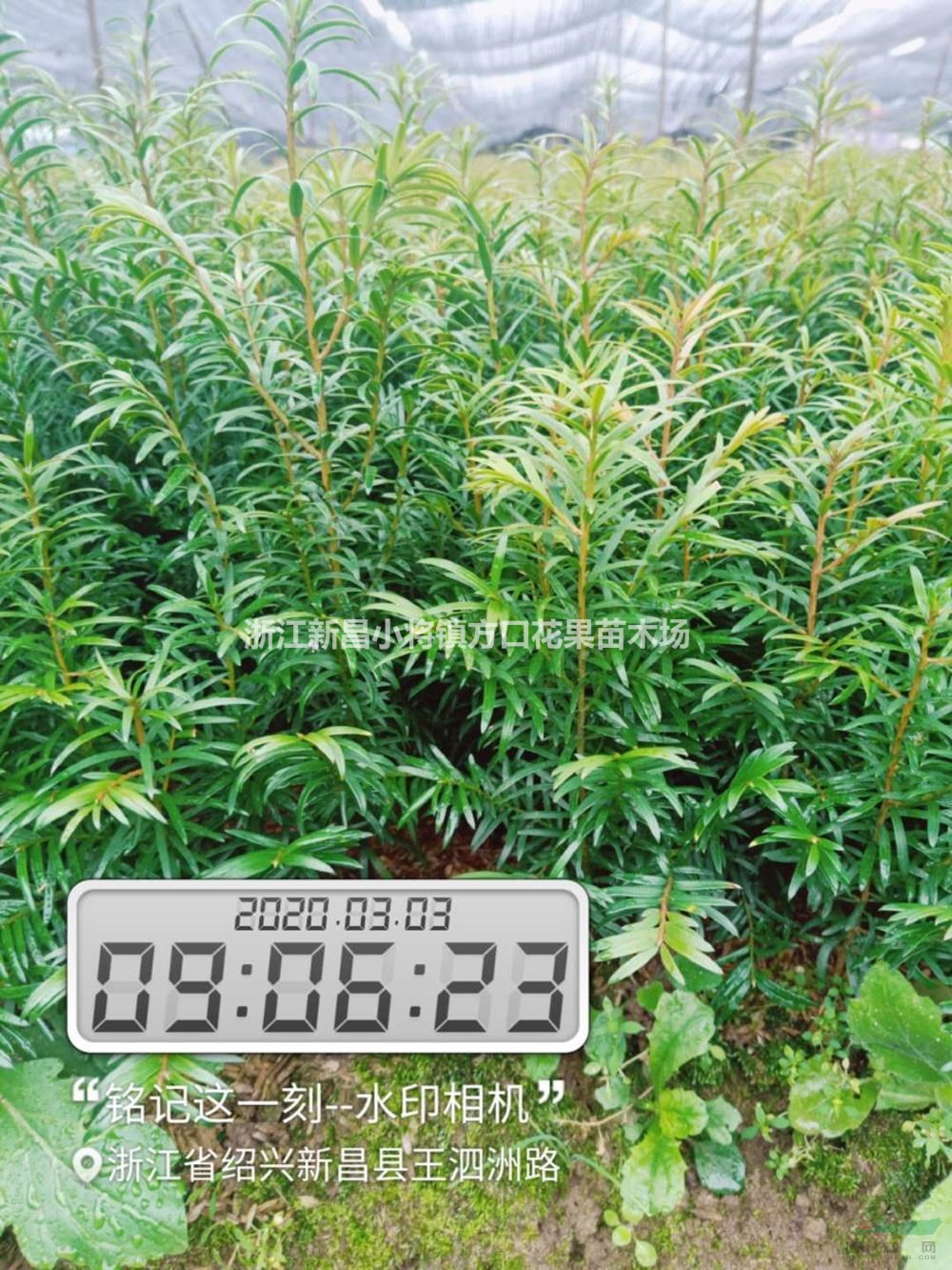 浙江紹興紅豆杉小苗介紹/特征/用途