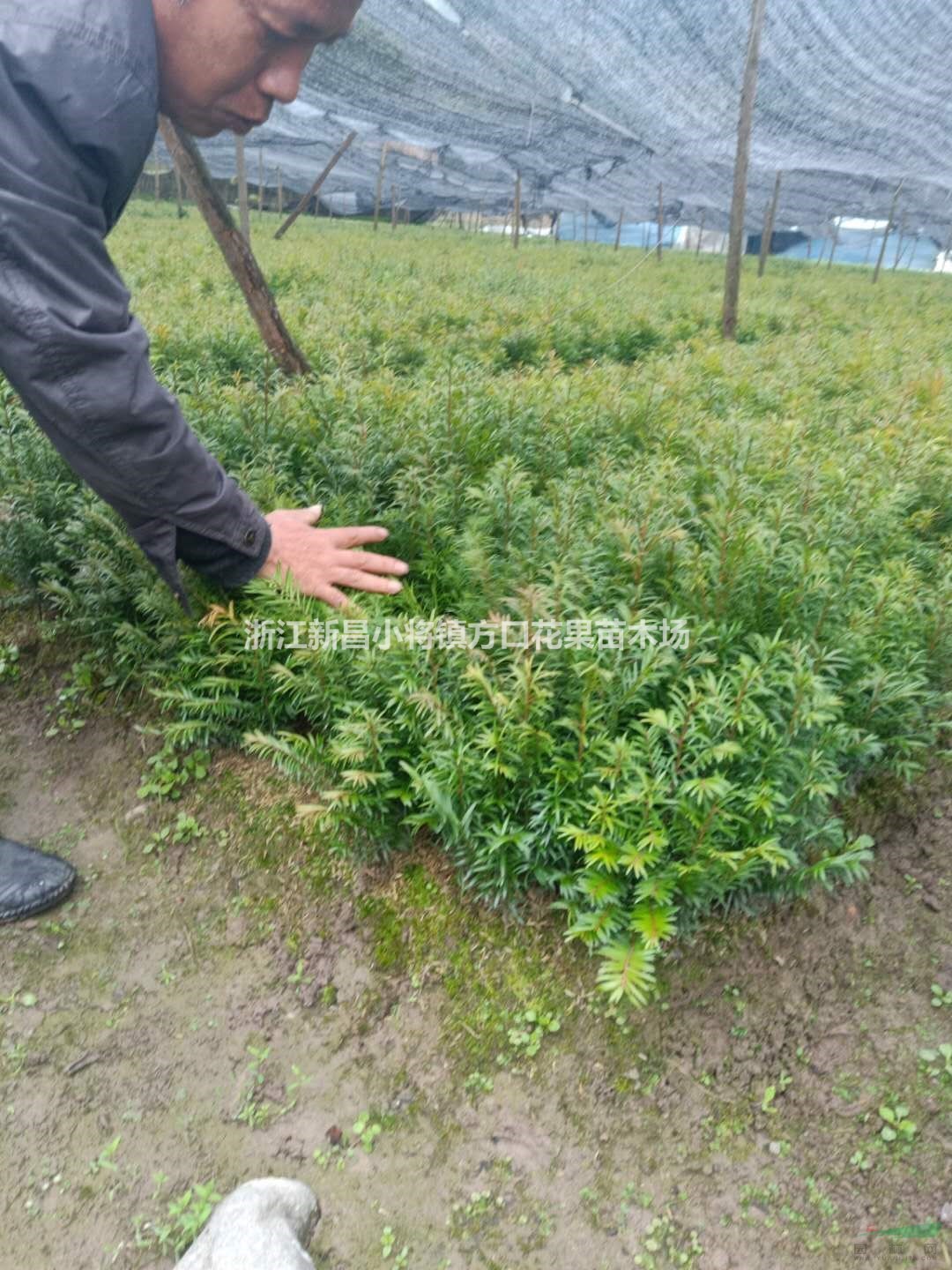 浙江紹興紅豆杉苗批發(fā)/供應(yīng)