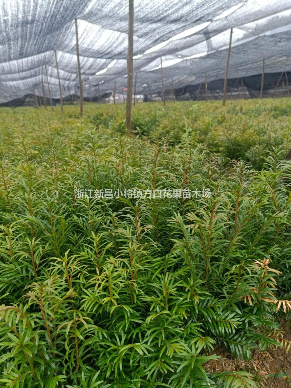 浙江紹興紅豆杉苗批發(fā)/供應(yīng)