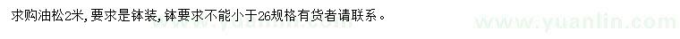 求購2米油松