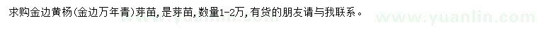 求購金邊黃楊