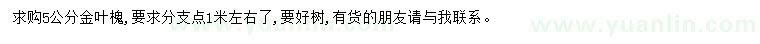 求購5公分金葉槐
