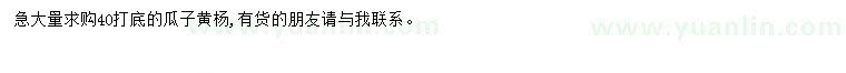 求購(gòu)40公分打底瓜子黃楊
