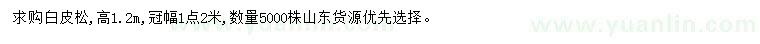 求購(gòu)高1.2米白皮松