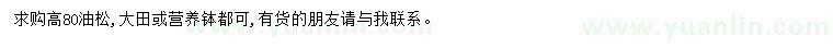 求購高80公分油松