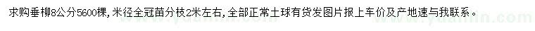 求購米徑8公分垂柳