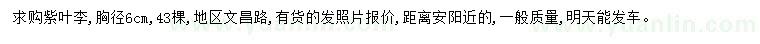 求購胸徑6公分紫葉李