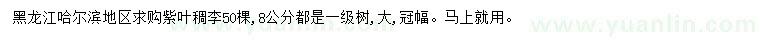 求購8公分紫葉稠李