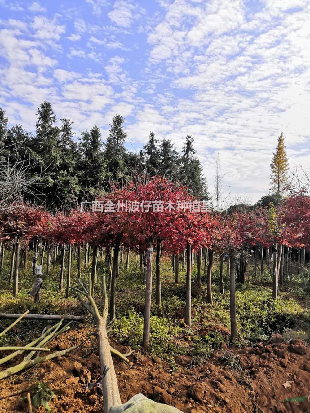 廣西供應(yīng)紅楓 桂林紅楓價(jià)格規(guī)格齊全