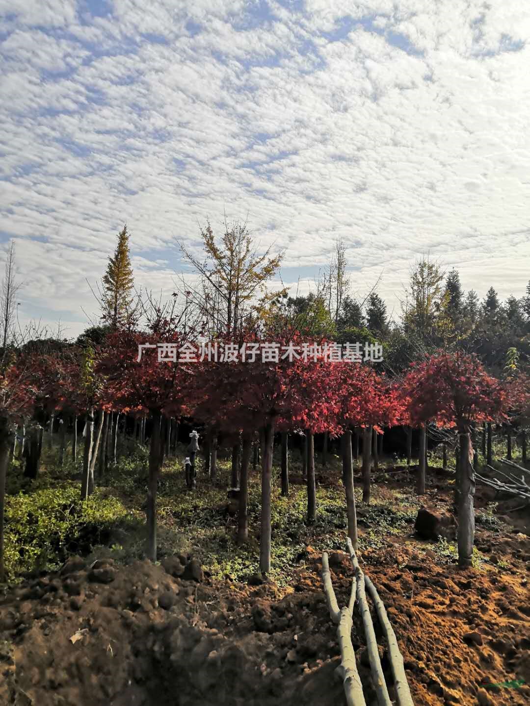 廣西供應(yīng)紅楓 桂林紅楓價(jià)格規(guī)格齊全