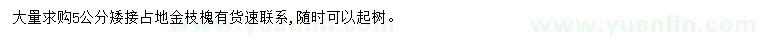 求購5公分金枝槐