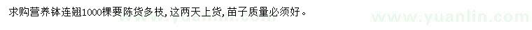 求購連翹