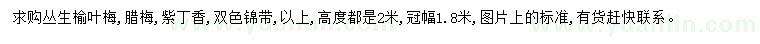 求購(gòu)叢生榆葉梅、臘梅、紫丁香等