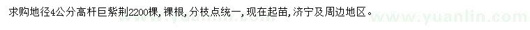 求購地徑4公分高桿巨紫荊