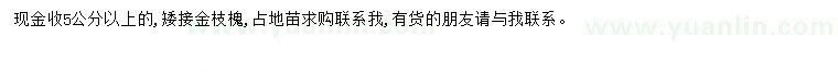 求購5公分以上金枝槐