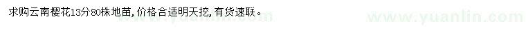 求購13公分云南櫻花