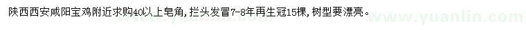 求購40公分以上皂角