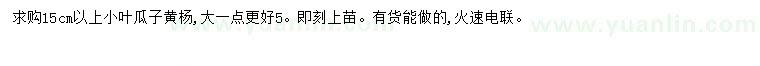 求購15公分以上小葉瓜子黃楊