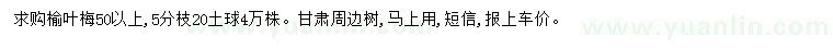 求購50公分以上榆葉梅