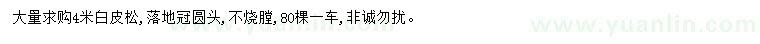 求購4米白皮松