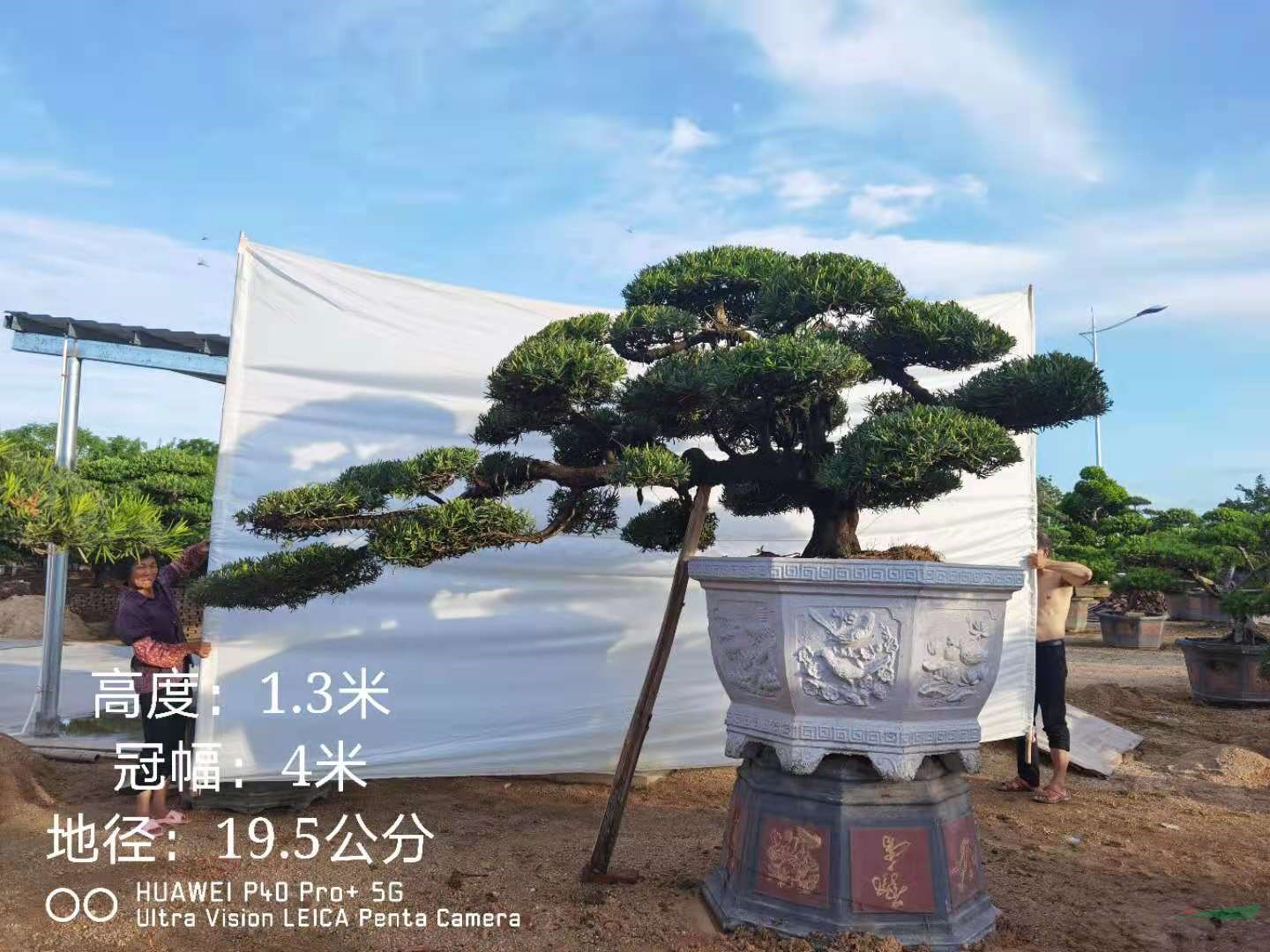 斜飄羅漢松 日本羅漢松 臨水羅漢松 造型羅漢松盆景 S型羅漢松