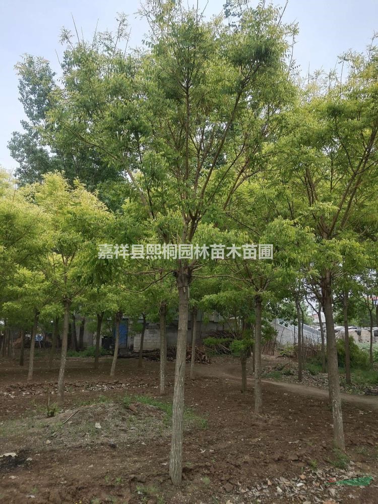 山東8-15公分/北方黃金槐行情/嫁接黃金槐/黃金槐市場價格
