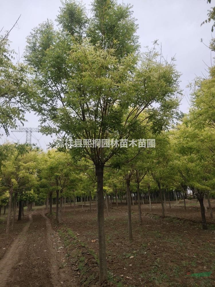 山東8-15公分/北方黃金槐行情/嫁接黃金槐/黃金槐市場價格