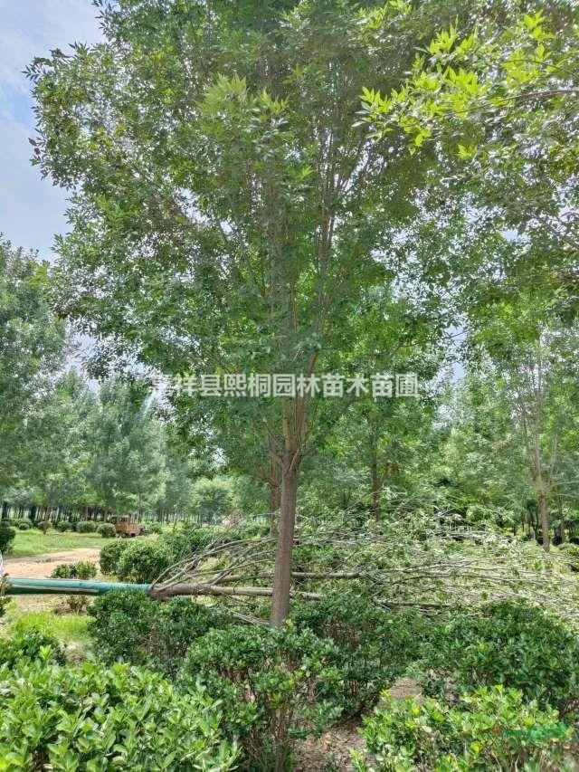 白蠟行情報價--白蠟圖片展示-白蠟產(chǎn)地直銷-白蠟規(guī)格齊全