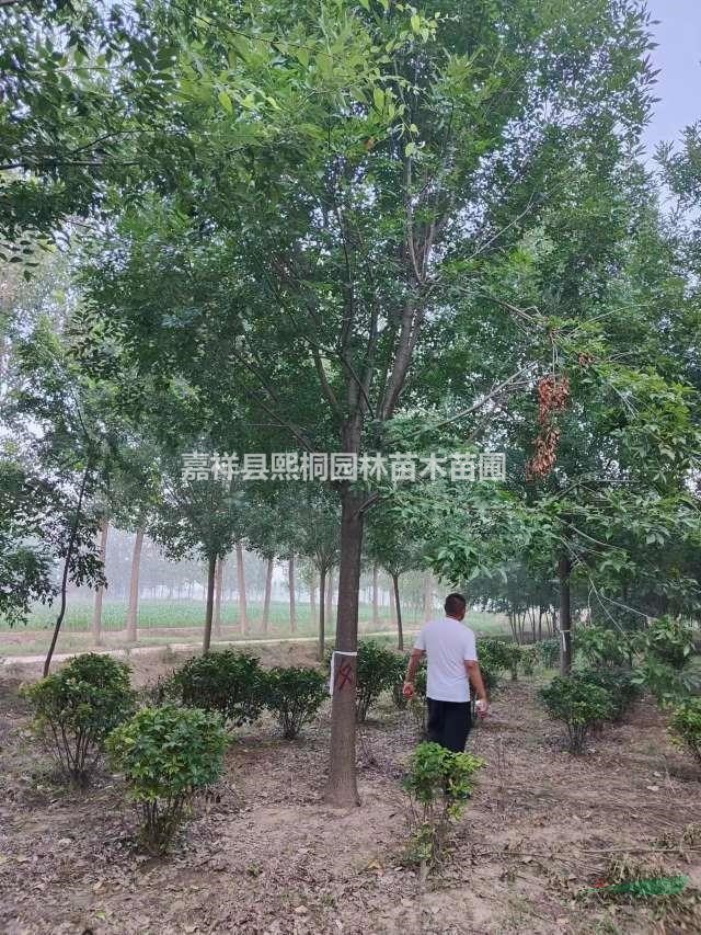 白蠟行情報價--白蠟圖片展示-白蠟產(chǎn)地直銷-白蠟規(guī)格齊全