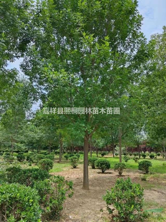 山東供應(yīng)15公分白蠟 樹形好 工程直供 濟(jì)寧白蠟價(jià)格
