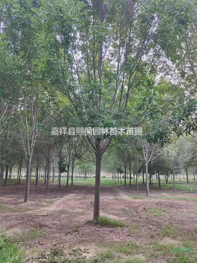 山東供應(yīng)15公分白蠟 樹形好 工程直供 濟(jì)寧白蠟價(jià)格