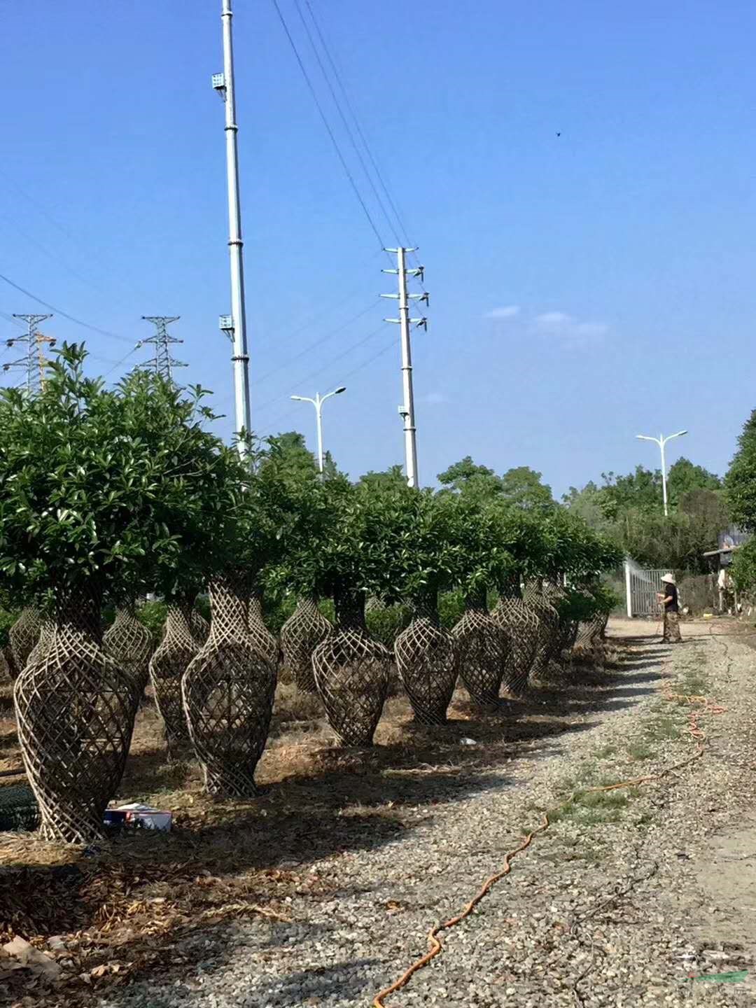 桂花編織花瓶價格 桂花造型花瓶價格 桂花花瓶圖片