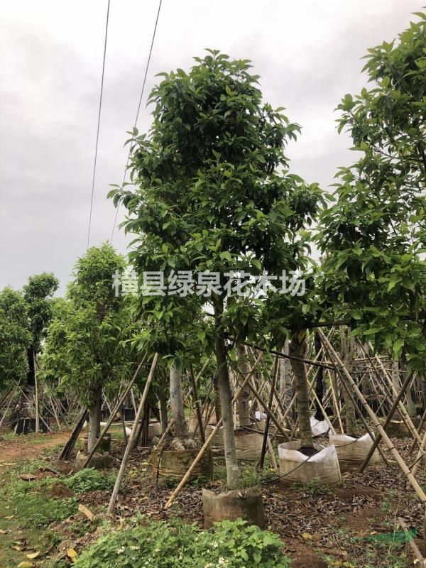 供應(yīng)黃桷蘭（白蘭）紅花紫荊、宮粉紫荊、蘋婆、澳洲火焰木