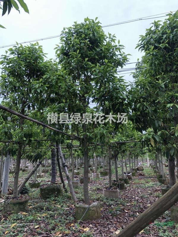 供應(yīng)黃桷蘭（白蘭）紅花紫荊、宮粉紫荊、蘋婆、澳洲火焰木