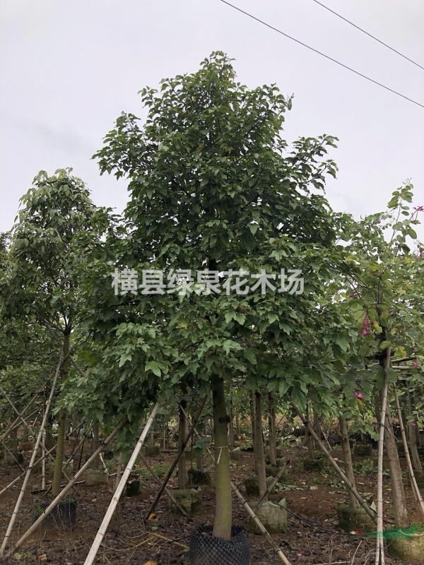 全冠澳洲火焰木