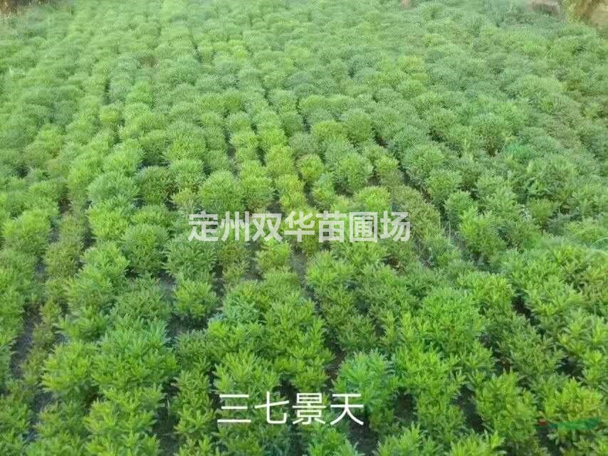 鳶尾，德國鳶尾，黃花鳶尾， 廠家直銷定州雙華苗圃