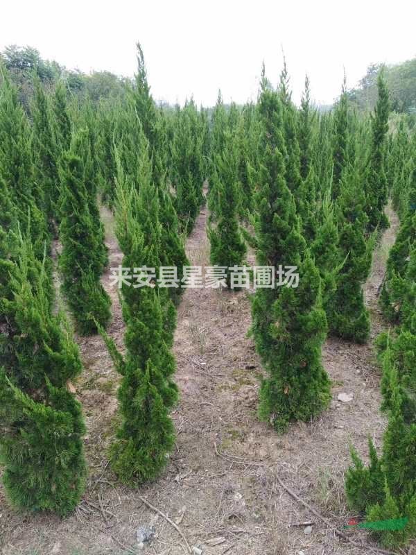 大量低价直销；蜀桧，龙柏，榉树，无刺构骨球，红叶石楠球